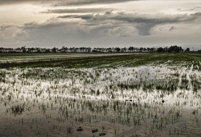 arrozal del delta del ebro