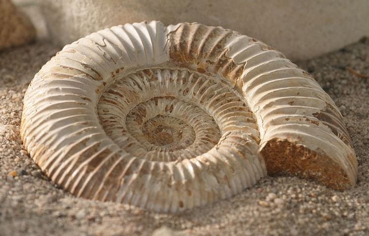 You are currently viewing O que é um fóssil e que tipos existem?