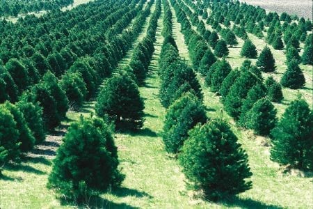 Christmas tree farm in Iowa.
