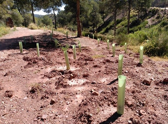 Lee más sobre el artículo ¿Cuál es la proyección de la restauración forestal en Sudamérica?