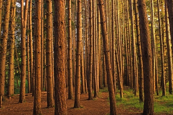 Lee más sobre el artículo ¿Qué diferencia al “Curso de restauración ecológica de ecosistemas forestales” de otros similares?
