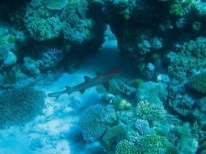 Lee más sobre el artículo Fosas marinas: origen, estructura y misterios de las profundidades oceánicas