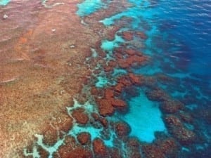 Lee más sobre el artículo Los arrecifes de coral: ¿Cómo se forman y cuál es su función?