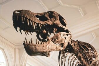 Curso de Paleontología de dinosaurios