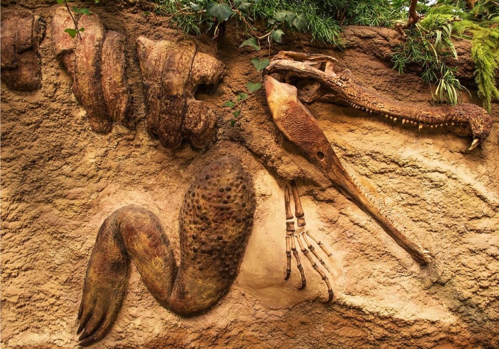 Fósil de dinosaurio