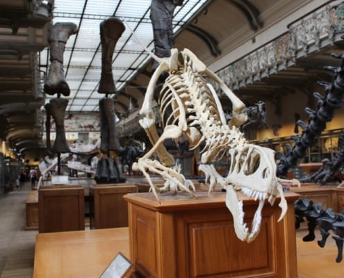 esqueleto de dinosaurio en museo