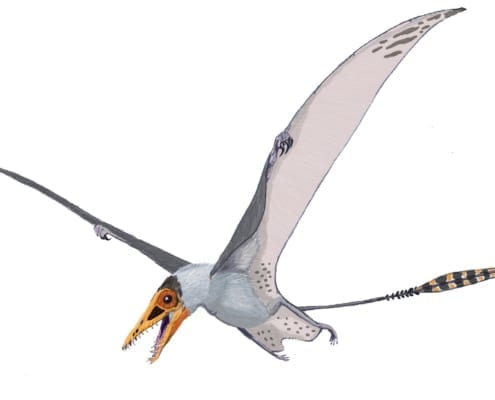 dibujo de Pterosaurio