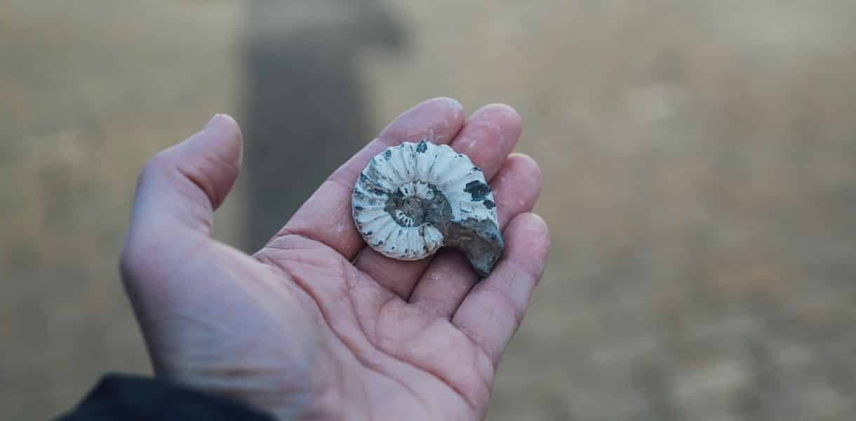 En este momento estás viendo ¿Qué es la paleontología y qué estudia?