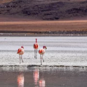 ¿Qué es una laguna y cuáles son las más famosas?