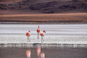 Lee más sobre el artículo ¿Qué es una laguna y cuáles son las más famosas?