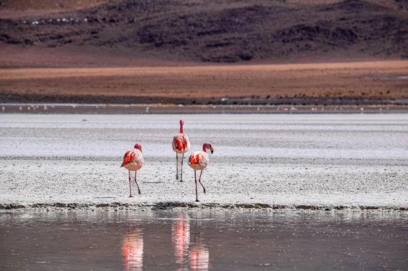 Flamencos en la Laguna Colorada, Bolivia