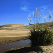 ¿Qué es un oasis y cómo se forman?