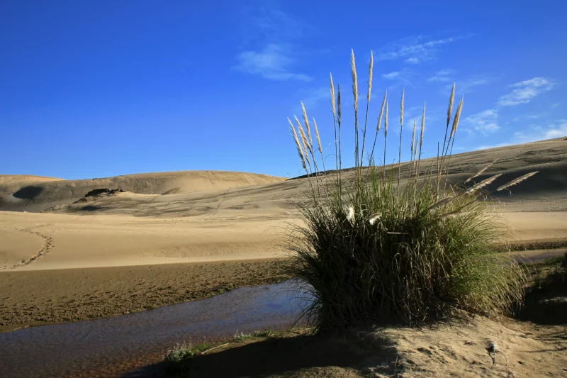 Imagen de un arbusto en un oasis