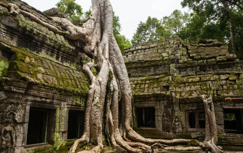Un árbol incrustado en los muros del templo