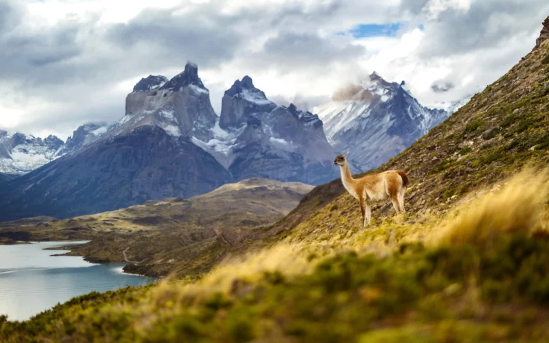 Montañas en los Andes con un ciervo