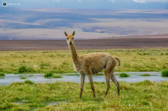 Una vicuña en el Altiplano chileno