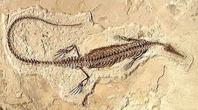 Fotografía de un fósil del reptil Mesosaurus